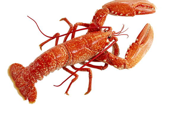 Lobster