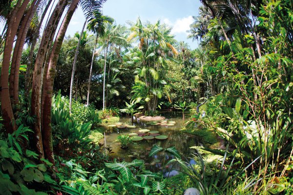 Kunjungi Singapore Botanical Gardens
