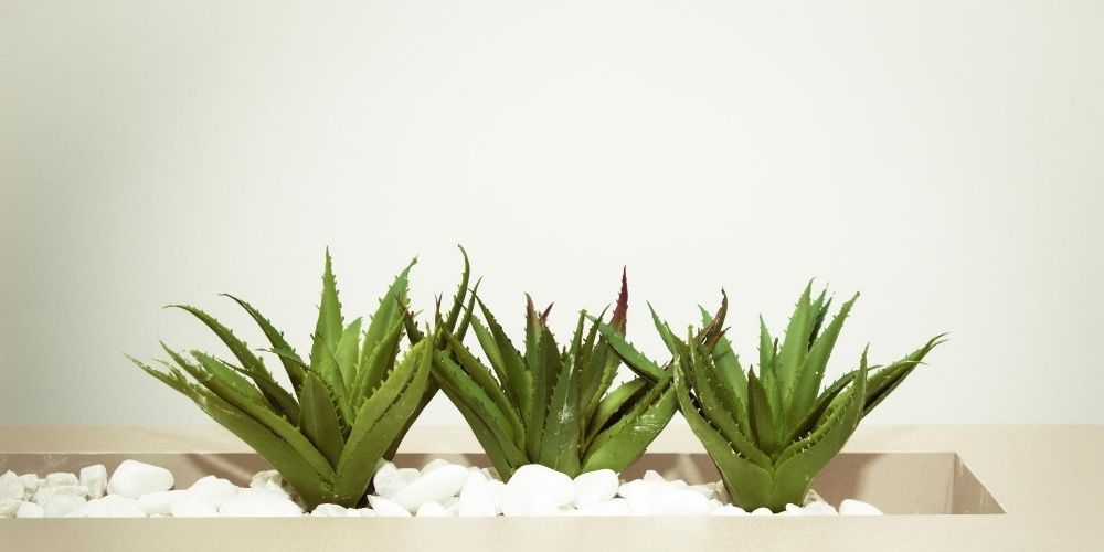 3 Cara Mudah Menggunakan Aloe Vera untuk Kulit Berjerawat