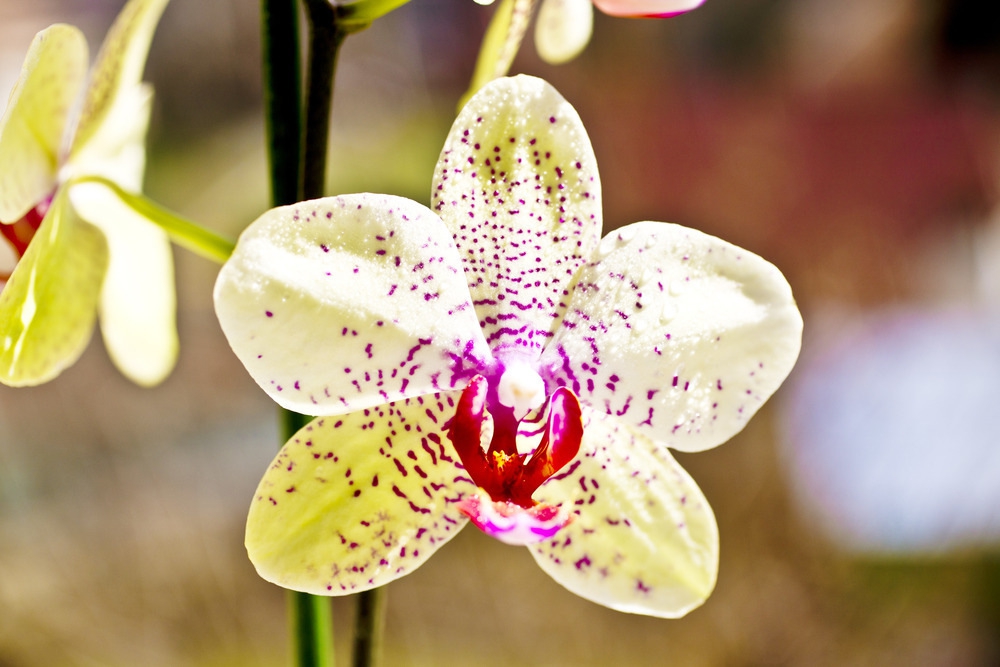 5 Fakta Menarik Tentang Klitoris