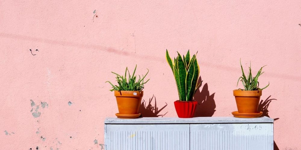 8 Tanaman Indoor yang Mudah Dirawat & Tidak Bikin Stres!