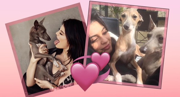 Rumah Mewah Milik Anjing Peliharaan Kylie Jenner