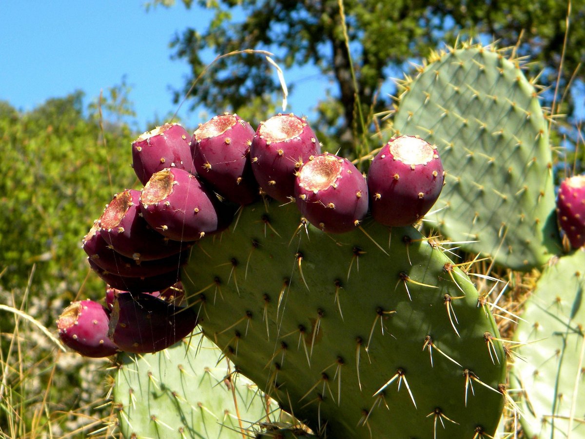 Prickly Pear, Buah Unik untuk Kulit!