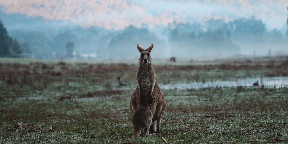 Cara Kamu Bisa Membantu Korban Kebakaran Hutan Australia 