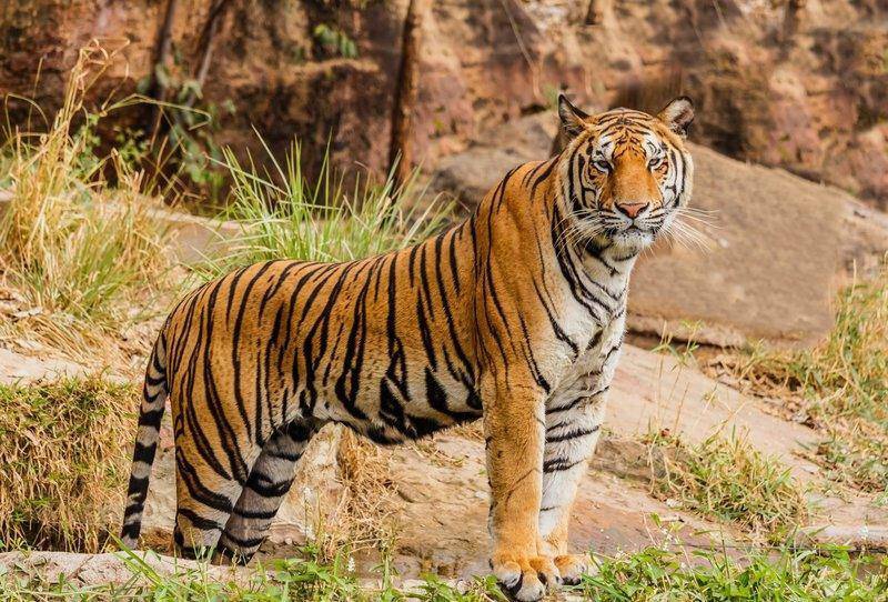 Seekor Harimau Positif Corona di Kebun Binatang di Amerika
