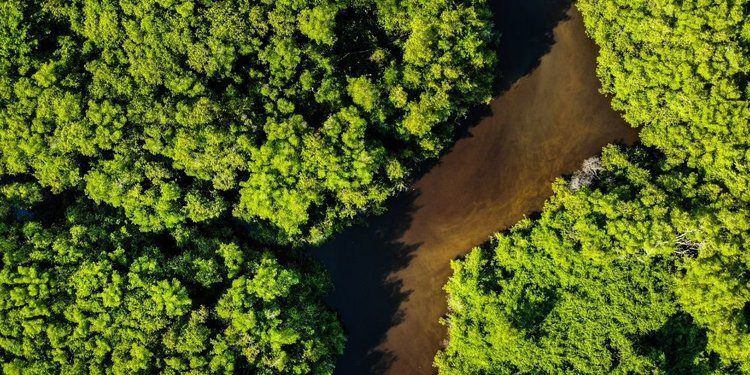 Hutan Hujan Amazon Terbakar, Berikut Cara Kamu Bisa Membantu