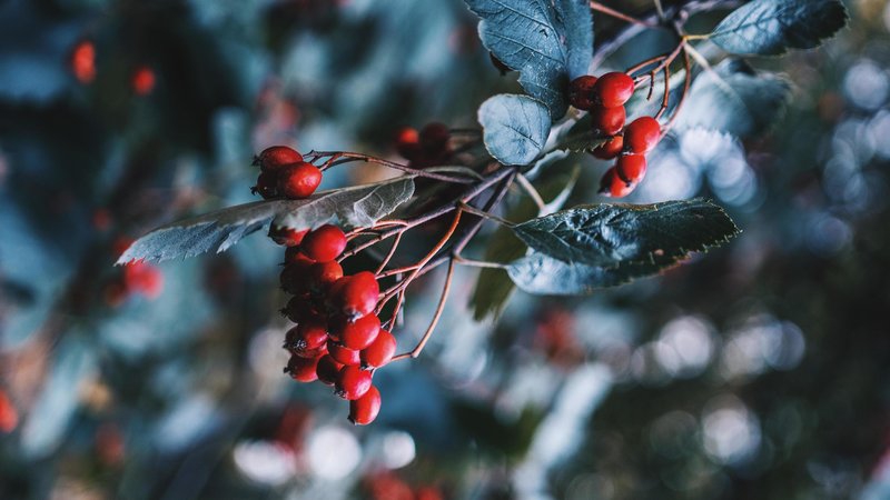 Ini Khasiat Rosehip Oil Bagi Kulitmu! 