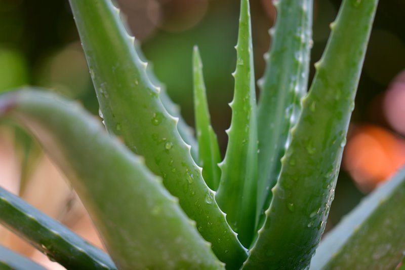 Khasiat Aloe Vera untuk Hilangkan Bekas Jerawat, Wajib Coba!