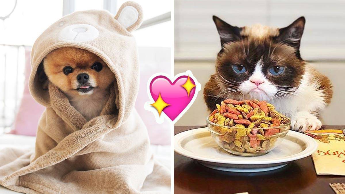 10 Akun Hewan Peliharaan Dengan Followers Terbanyak!