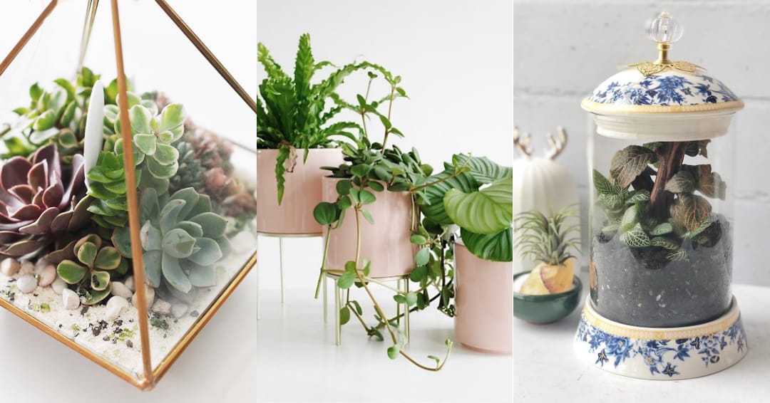 8 Rekomendasi Toko Tanaman Hias untuk Dekor Rumah